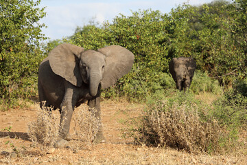 Obraz premium Afrikanischer Elefant / African elephant / Loxodonta africana