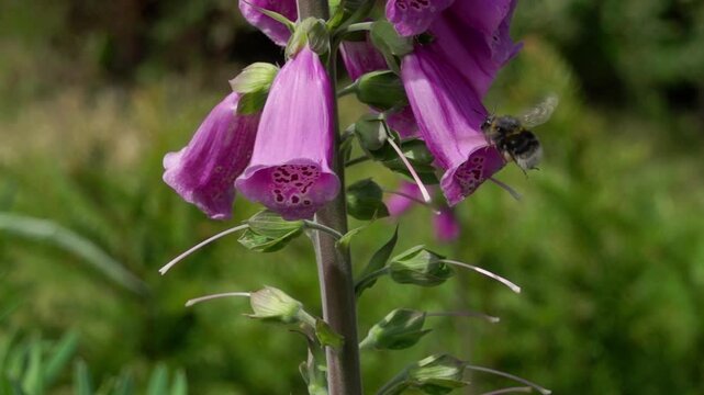 Slow motion (250fps) of a buff tailed bumble bee visiting foxglove flowers