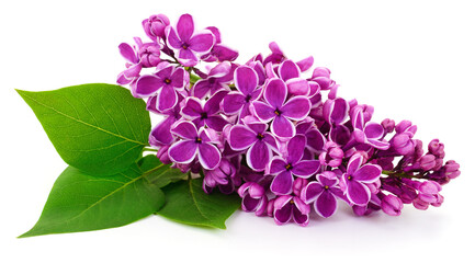 Obraz premium Purple Lilac Flowers Isolated on White Background