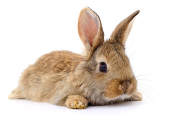 Obraz premium Little Brown Rabbit Isolated on White Background