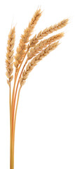Fototapeta premium Ripe Wheat Ears Isolated on White Background
