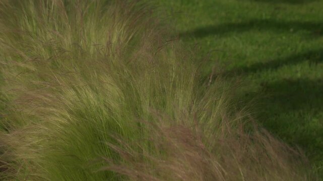 Feathery mexican feathergrass - nassella tenuissima - gently moving in a light breeze on a lawn