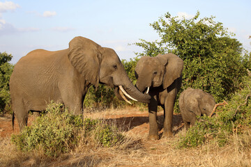 Fototapeta premium Afrikanischer Elefant / African elephant / Loxodonta africana