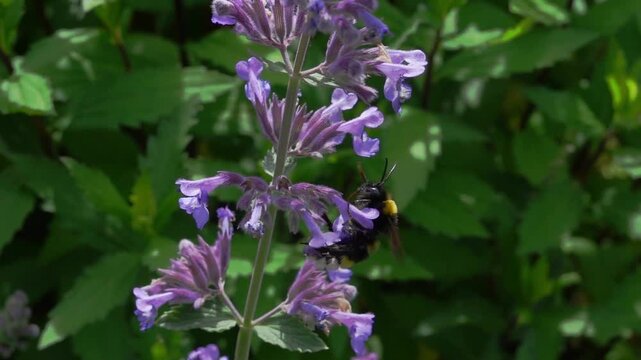 Slow motion (250fps) of a buff tailed bumble bee visiting cat mint flowers