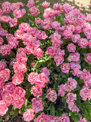 Obraz premium Pink flowers bloom brightly in a garden setting during springtime