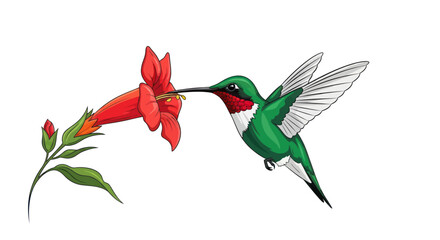 Hummingbird feeding on a red flower nectar isolated on white © RGN