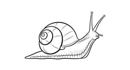 Garden snail line art illustration for coloring book isolated on white background © RGN