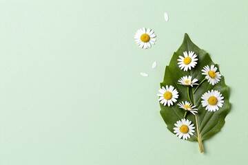 A green background with white daisies and green leaves © Bo
