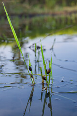 Young rice plant damage caused by golden apple snails in paddy field. Destructive agricultural pest infestation attacking organic crop stock photo. © Amin Rois
