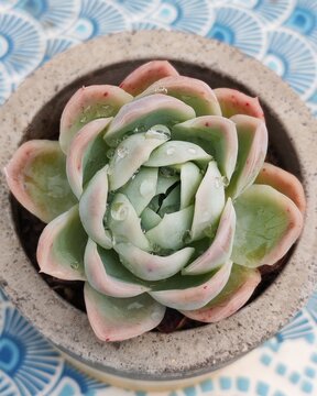 Planta suculenta con gotas de roc&iacute;o tras la lluvia