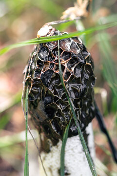 The cap of the common stinkhorn mushroom in its most active and mature stage