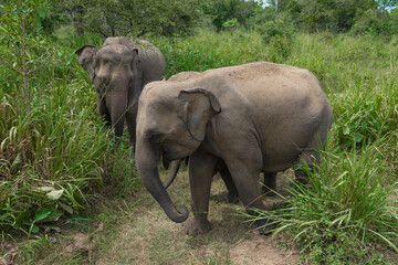 Fototapeta premium Wild Ceylon elephants in nature. Habarana Nature Park, Sri Lanka