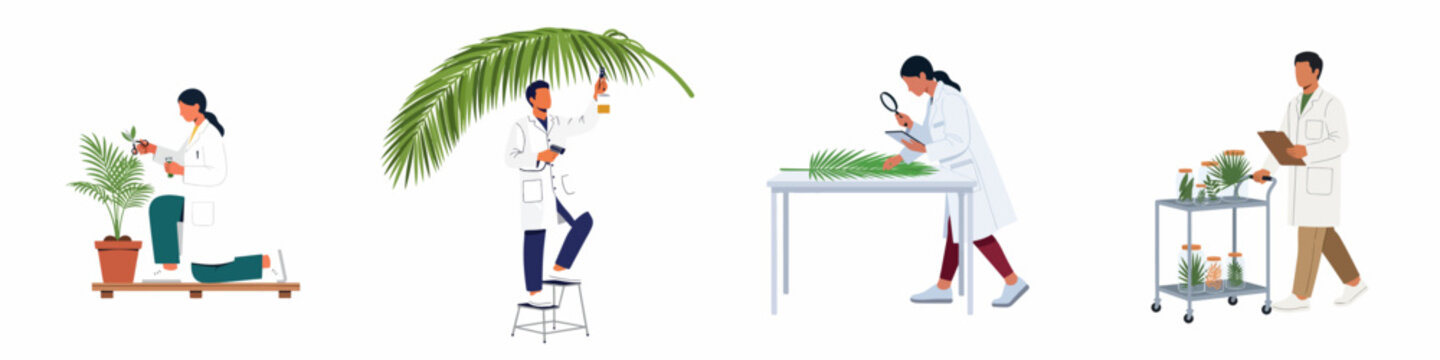 Set of botanical scientists in white lab coats conducting research on palm plants and samples in a laboratory setting, flat vector illustration.