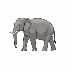 Fototapeta premium Hand Drawn Vector Illustration of a Majestic Gray African Elephant Isolated on White Background