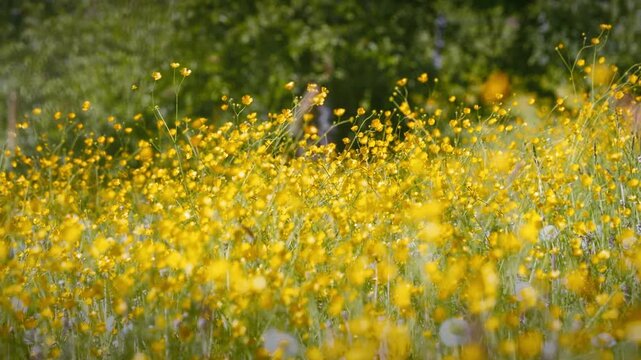 Yellow buttercup flowers on a meadow moving in a gentle breeze in spring or summer, slow motion 