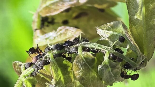 
Macro shot of ants tending and protecting a large aphid colony on a wisteria stem.#001
 등나무 줄기 위에서 진딧물 군락을 관리하고 보호하는 개미들의 공생 관계 초근접 매크로 영상.#001

