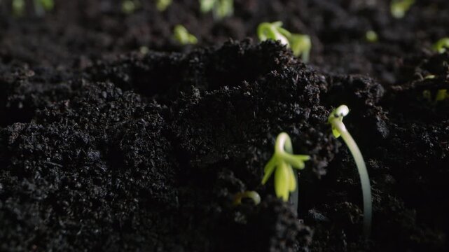 Germination of plant sprout emerging from soil in natural field agriculture growth concept young seedling development farming production and eco environment