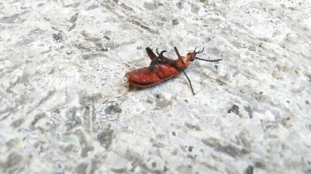 Close-up of a dead red beetle on a white textured surface.