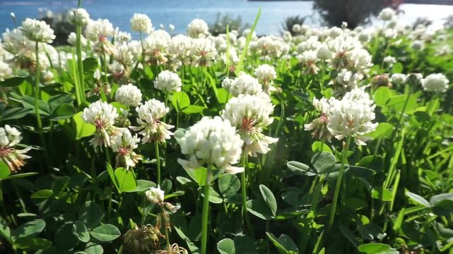 White clover flowers blooming on a coastal summer meadow with ocean view in Costa Adeje, Tenerife,
Canary Islands, Spain,4K.