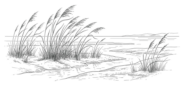 Reeds on riverbank sketch hand drawn landscape illustration for nature graphic background.