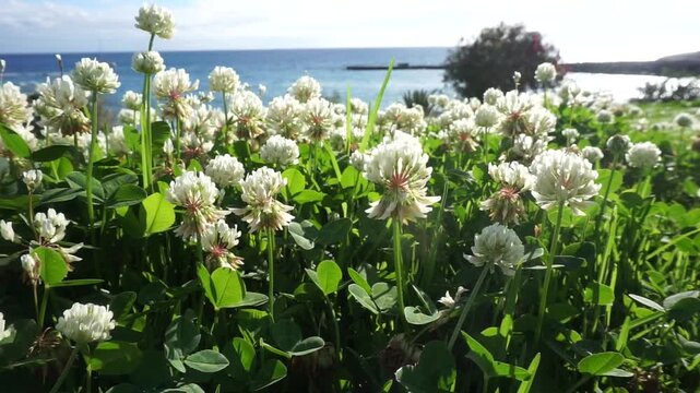 White clover flowers blooming on a coastal summer meadow with ocean view in Costa Adeje, Tenerife,
Canary Islands, Spain,4K.