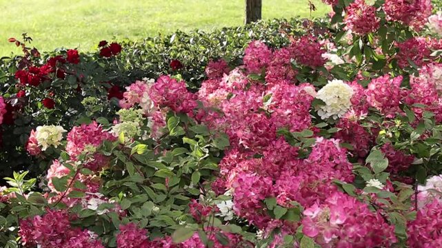 Close-up of a lush hydrangea bush with pink, white, and red blooms swaying gently in the summer breeze under bright sunlight in a garden.