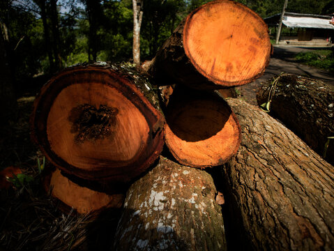 detail of a freshly felled mahogany tree trunk