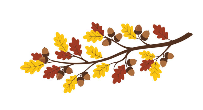 Branch of an oak tree is depicted with several acorns and a variety of colorful autumn leaves in shades of yellow, red, and brown.