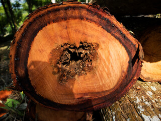 detail of a freshly felled mahogany tree trunk © Aku Moto Lagi