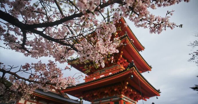 Breeze blowing branches of cherry blossoms tree and dollying in on ancient Japanese tower - low, moving shot