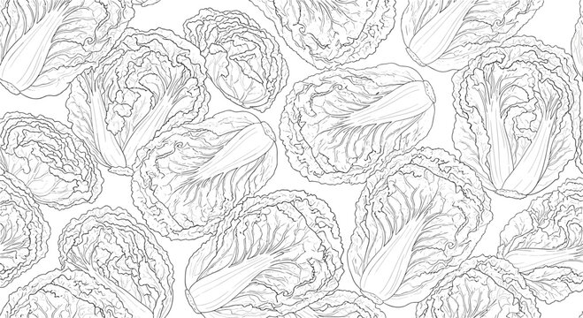 Seamless pattern background featuring multiple detailed line drawings of napa cabbage or chinese cabbage heads.