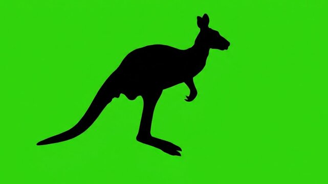 kangaroo jumping silhouette video green screen