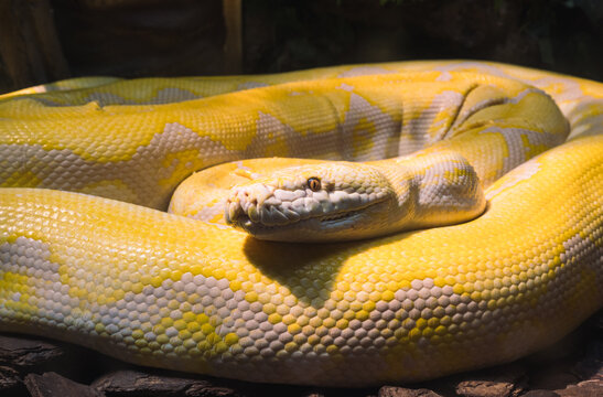 Close-up view of albino Reticulated Python resting coiled with bright yellow scales in a shaded habitat