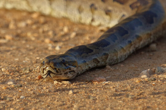 S&uuml;dlicher Felsenpython / Southern African rock python / Python natalensis
