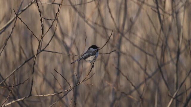 Black-Capped Chickadee perched on a branch, looking around alertly before flying away.