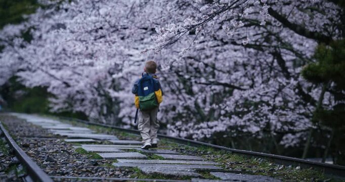 Little boy walking on stone steps near spring cherry blossom trees in Japan - low, wide shot