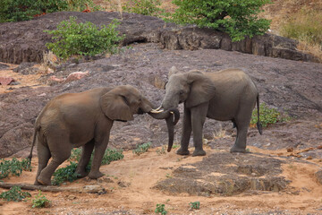 Fototapeta premium Afrikanischer Elefant / African elephant / Loxodonta africana