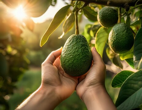 hands gently picking a fresh ripe avocado directly from its tree in a sunlit orchard highlighting natural harvest