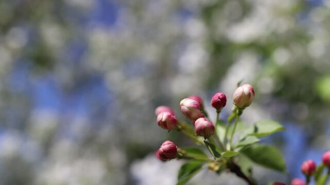 Apple tree buds blooming during spring. Close-up of white blossoms opening on branch against blue sky. Seasonal nature transition, floral awakening, botany growth, garden environment, bright light.