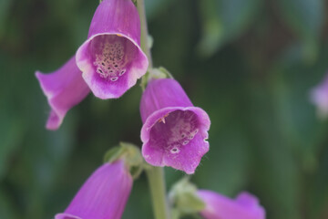 Common Foxgloves © Matt Ruglys