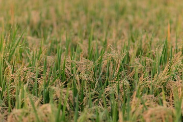 Fototapeta premium Rice fields - close up details of paddy plants in the fields, paddy ready to be harvested, broad paddy fields