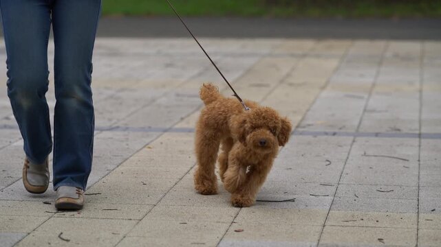 A woman walking her 11-month-old toy poodle on a leash at a sunny park.