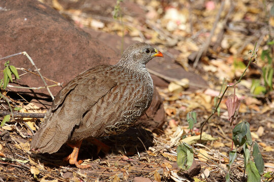 Natalfrankolin / Natal francolin or Natal spurfowl / Francolinus natalensis val Pternistis natalensis