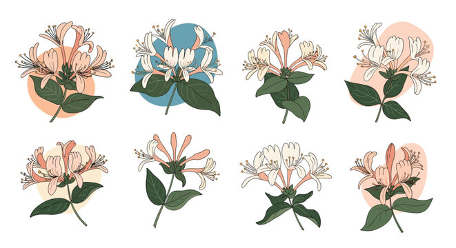 Collection of honeysuckle flower botanical illustrations with colorful abstract shapes in the background for a modern nature design set.