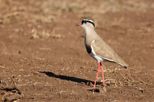 Kronenkiebitz / Crowned plover or Crowned lapwing / Vanellus coronatus