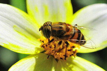 Tiger fly sucking nectar © Mário Filipe