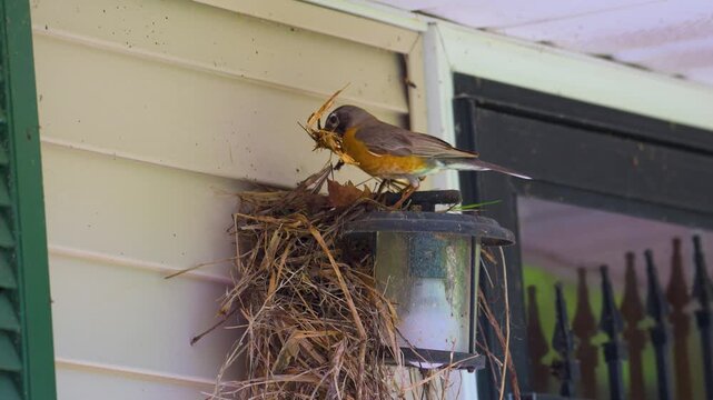 A female robin makes a mess while building her nest on our front porch lamp this Spring in Windsor in Upstate NY.  