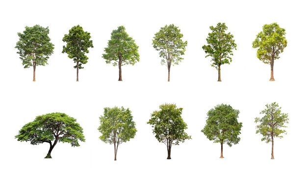 Green tree isolated on transparent background with clipping path, The collection of trees with clipping path and alpha channel. are Forest and foliage in summer for both printing and web pages.