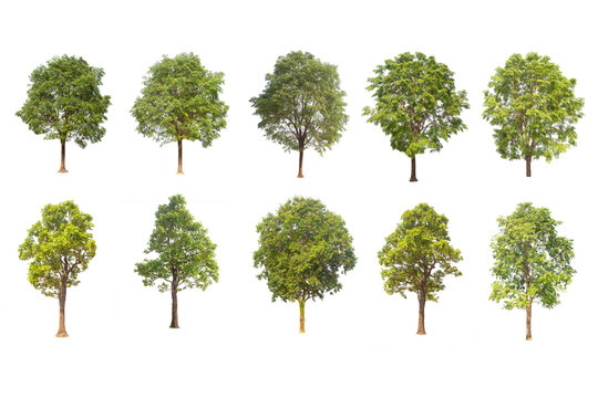 Green tree isolated on transparent background with clipping path, The collection of trees with clipping path and alpha channel. are Forest and foliage in summer for both printing and web pages.