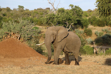 Fototapeta premium Afrikanischer Elefant / African elephant / Loxodonta africana